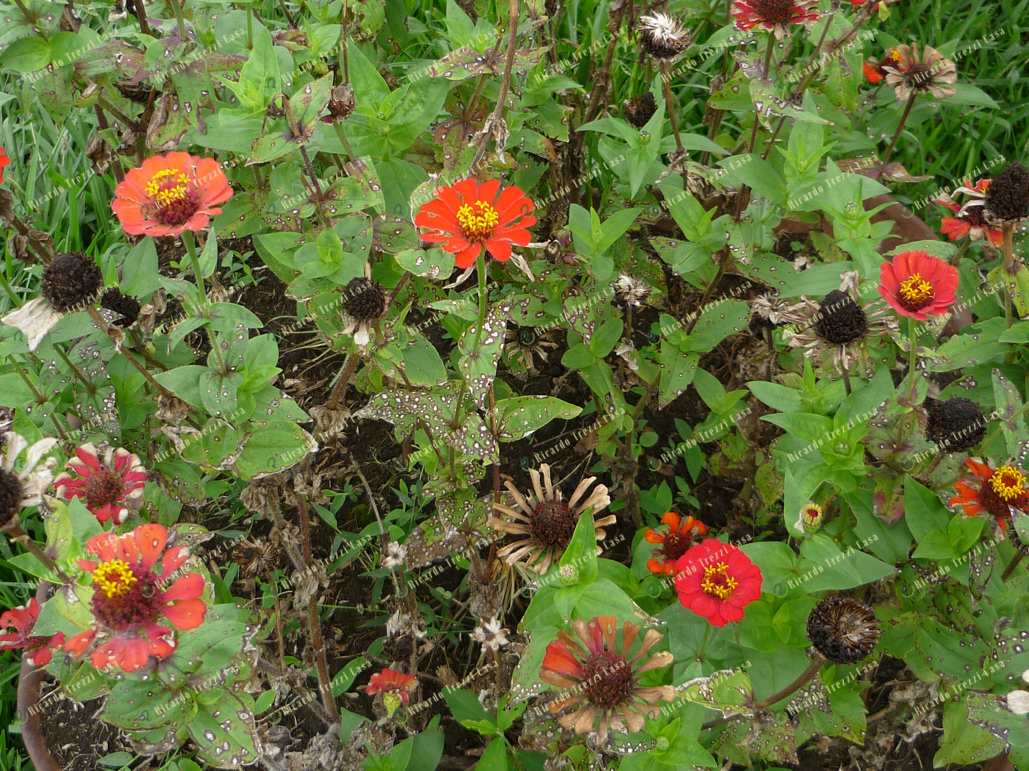 Mancha de alternaria